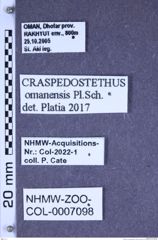 Etiketten zu Craspedostethus omanensis (Platia, 2012) (NHMW-ZOO-COL-0007098)